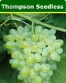 Thompson-Seedless