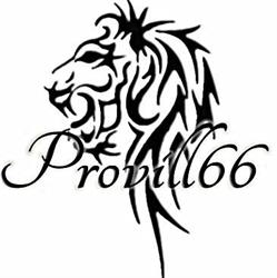 Provill 66 Kft.