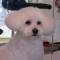 Kutya bichon bolognese