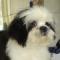 Kutya shih-tzu