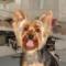 Kutya yorkie