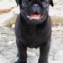 I' Black Joker My Little GIant
