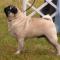SRBCh, HCH, HGCH, HJCH. Lalita Mad-Mops