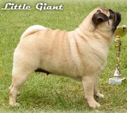 My Little Giant Mopsz Kennel