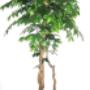 Ficus fa