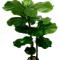 Lantlevelu-ficusfa