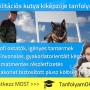 Habilitációs kutya kiképzője tanfolyam