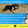 Kutyakiképző tanfolyam