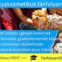 Kutyakozmetikus tanfolyam