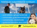 Habilitációs kutya kiképzője budapesti tanfolyam