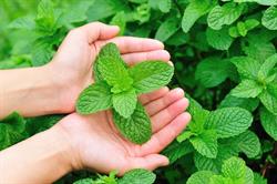 Mentha Patika