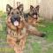 Balu-a-testor-kutya-