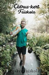 Cédruskert Faiskola