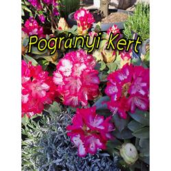 Pogrányi Kert Nagyigmánd