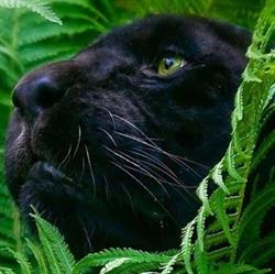 Black Panther Szépségszalon