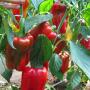 Biológiai védekezéssel termelt paprika