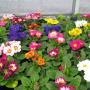 Primula