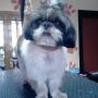 Fifi