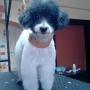 Maxi
