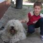 Báró a komondor
