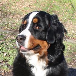 Venyim Gyöngye Kennel
