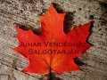 Juhar Vendégház
