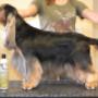 Angol cocker spaniel utána