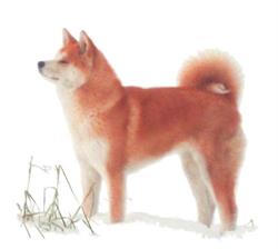 Sairento Ryoushi Kennel