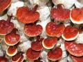 Ganoderma gomba mit mond a szakértő a rákellenes, immunerősítő szerről (részlet dr Csiszár Miklóssal készült cikkből)