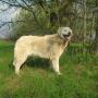 A Megyeri-Nomád Kuvasz kennel büszkesége, Orgona