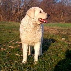 Megyeri-Nomád Kuvasz Kennel