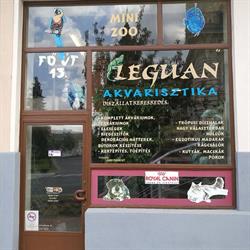 Leguan Akvarisztika
