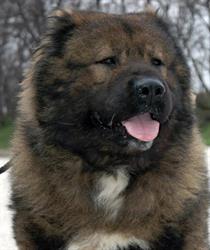 Kozákok-Őrzője Kennel