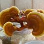 Ganoderma