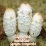Gyapjas tintagomba