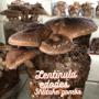Shiitake