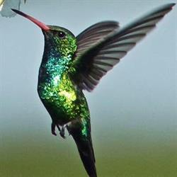 Kolibri Cipőbolt