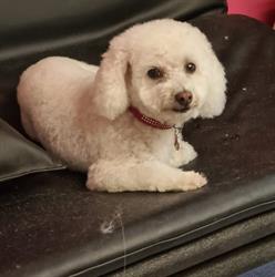 Dog Styling Kutya-Cica Kozmetika Virág Annamária