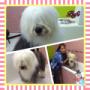 Bobtail
