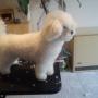 Bichon Bolognese