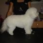 Bichon Bolognese