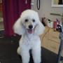 Poodle