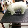 Havanese
