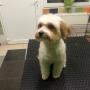 Havanese