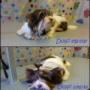 Dolfi