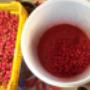 szamóca