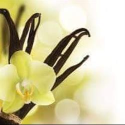 Vanília Wellness Stúdió