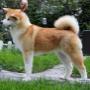Látogató által feltöltött 2016. 10. 08. - Akita Inu Lumi kislány
