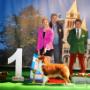 Látogató által feltöltött 2016. 10. 08. - Felvezetés vállalok! 
Mika ausztrál Juhász JBIS, (GLAMOUR AUSSIE'S)