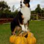 Látogató által feltöltött 2016. 10. 08. - Meredith Aussie kislány 7 hónapos